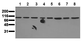ERK5 (MAPK7) (incl. pos. control) Mouse Monoclonal Antibody [Clone ID: 12F2] - image 1