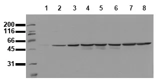 c Fos (FOS) pSer374 (incl. pos. control) Mouse Monoclonal Antibody [Clone ID: 34E4] - image 1