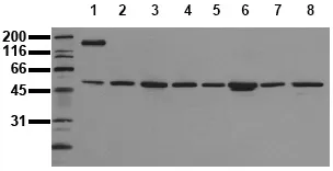 c Fos (FOS) (N-term) (incl. pos. control) Mouse Monoclonal Antibody [Clone ID: 8B5] - image 1