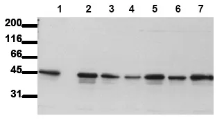 GSK3 beta (GSK3B) (N-term) (incl. pos. control) Mouse Monoclonal Antibody [Clone ID: 11B9] - image 1