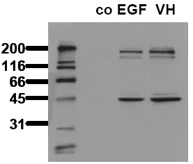 GSK3 beta (GSK3B) pSer9 (incl. pos. control) Mouse Monoclonal Antibody [Clone ID: 3A8] - image 1