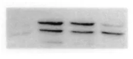 JNK1 (MAPK8) (pT-G/P-pY Motif) (incl. pos. control) Mouse Monoclonal Antibody [Clone ID: 9H8] - image 1