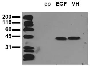 ERK1 (MAPK3) (pT-E-pY Motif) (incl. pos. control) Mouse Monoclonal Antibody [Clone ID: 12D4] - image 1