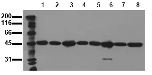 MEK2 (MAP2K2) (incl. pos. control) Mouse Monoclonal Antibody [Clone ID: 8E8] - image 1