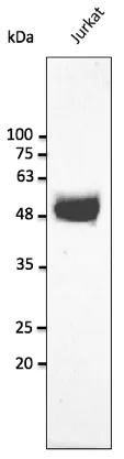 CD2 Goat Polyclonal Antibody - image 1