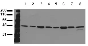 MEK7 (MAP2K7) (incl. pos. control) Mouse Monoclonal Antibody [Clone ID: 10F7] - image 1
