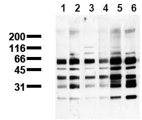 Phosphoserine (incl. pos. control) Mouse Monoclonal Antibody [Clone ID: 4H4] - image 1