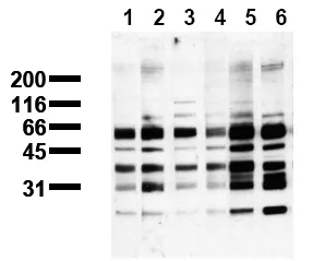 Phosphoserine (incl. pos. control) Mouse Monoclonal Antibody [Clone ID: 7F12] - image 1