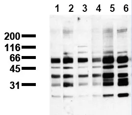Phosphoserine (incl. pos. control) Mouse Monoclonal Antibody [Clone ID: 16B4] - image 1