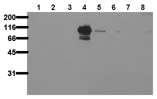 PYK2 (PTK2B) pTyr402 Mouse Monoclonal Antibody [Clone ID: 14F6] - image 1