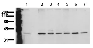 p38 (MAPK14) (N-term) (incl. pos. control) Mouse Monoclonal Antibody [Clone ID: 13D5] - image 1