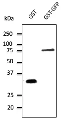 GST Goat Polyclonal Antibody - image 1