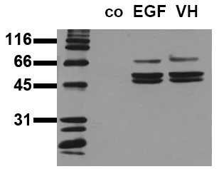 SHC (SHC1) pTyr239/240 (incl. pos. control) Mouse Monoclonal Antibody [Clone ID: 1E3] - image 1