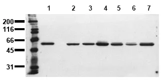 SRC (N-term) (incl. pos. control) Mouse Monoclonal Antibody [Clone ID: 11F1] - image 1
