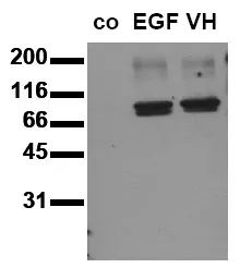STAT3 pTyr705 (incl. pos. control) Mouse Monoclonal Antibody [Clone ID: 9E12] - image 1