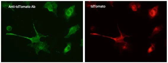 tdTomato Goat Polyclonal Antibody - image 1