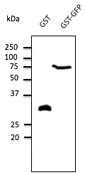 GST Goat Polyclonal Antibody - image 1