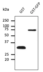 GST Goat Polyclonal Antibody - image 1