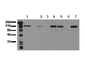 E Cadherin (CDH1) (incl. pos. control) Mouse Monoclonal Antibody [Clone ID: 22F8] - image 1