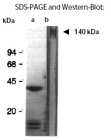 Aggregation Factor (Geodia cydonium) Mouse Monoclonal Antibody [Clone ID: 1D2] - image 1