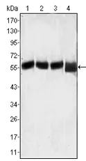 LCK Mouse Monoclonal Antibody [Clone ID: 8E5F9] - image 1