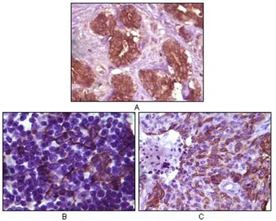 BLK Mouse Monoclonal Antibody [Clone ID: 9D10D1] - image 1