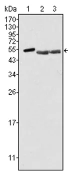 Brk (PTK6) Mouse Monoclonal Antibody [Clone ID: 2H12B8] - image 1