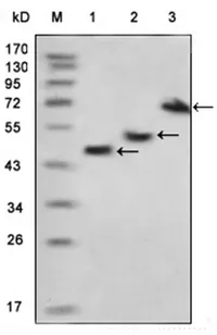 Maltose Binding Protein Tag / MBP-Tag Mouse Monoclonal Antibody [Clone ID: 3G1A3] - image 1