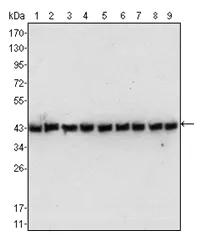 beta Actin (ACTB) Mouse Monoclonal Antibody [Clone ID: 8H10D10] - image 1