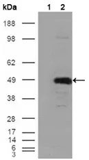 BHMT Mouse Monoclonal Antibody [Clone ID: 8C11H5] - image 1