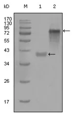 Cytokeratin 19 (KRT19) Mouse Monoclonal Antibody [Clone ID: 4F12G9] - image 1