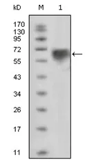 TYRO3 Mouse Monoclonal Antibody [Clone ID: 10E11] - image 1