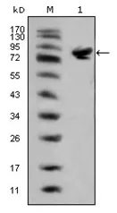Islet 1 (ISL1) Mouse Monoclonal Antibody [Clone ID: 1B1] - image 1