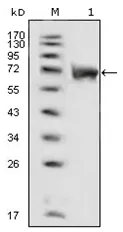 FGFR1 Mouse Monoclonal Antibody [Clone ID: 3D4F7] - image 1