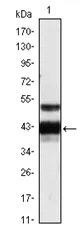 Protein Z (PROZ) Mouse Monoclonal Antibody [Clone ID: 2B4] - image 1
