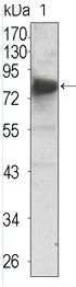 TrkC (NTRK3) Mouse Monoclonal Antibody [Clone ID: 7H6] - image 1