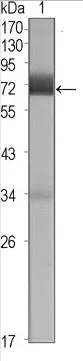 CER1 Mouse Monoclonal Antibody [Clone ID: 9D6] - image 1