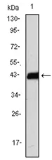 CD247 Mouse Monoclonal Antibody [Clone ID: 4B10] - image 1
