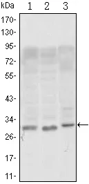 CD69 Mouse Monoclonal Antibody [Clone ID: 8B6] - image 1