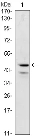 GATA1 Mouse Monoclonal Antibody [Clone ID: 4G1] - image 1