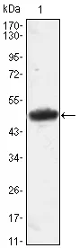 MESP1 Mouse Monoclonal Antibody [Clone ID: 1A3] - image 1