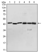 PDK1 Mouse Monoclonal Antibody [Clone ID: 4A11] - image 1