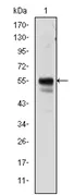 RUNX1 Mouse Monoclonal Antibody [Clone ID: 5A1] - image 1