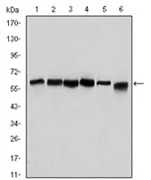 Beclin 1 (BECN1) Mouse Monoclonal Antibody [Clone ID: 2A4] - image 1