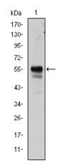 RUNX1 Mouse Monoclonal Antibody [Clone ID: 2B5] - image 1