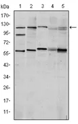 HIF-1 alpha (HIF1A) Mouse Monoclonal Antibody [Clone ID: 1A3] - image 1