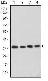 CDK5 Mouse Monoclonal Antibody [Clone ID: 4E4] - image 1