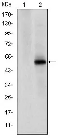 CDK9 Mouse Monoclonal Antibody [Clone ID: 1B5A7] - image 1