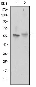 ABCG2 Mouse Monoclonal Antibody [Clone ID: 3G8] - image 1