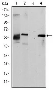 ABCG2 Mouse Monoclonal Antibody [Clone ID: 1H2] - image 1
